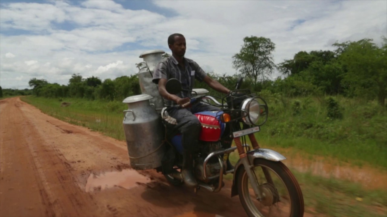 Dairy Farming Cooperative in Uganda – Heifer International and EADD Helps Farmers Earn Fair Wages