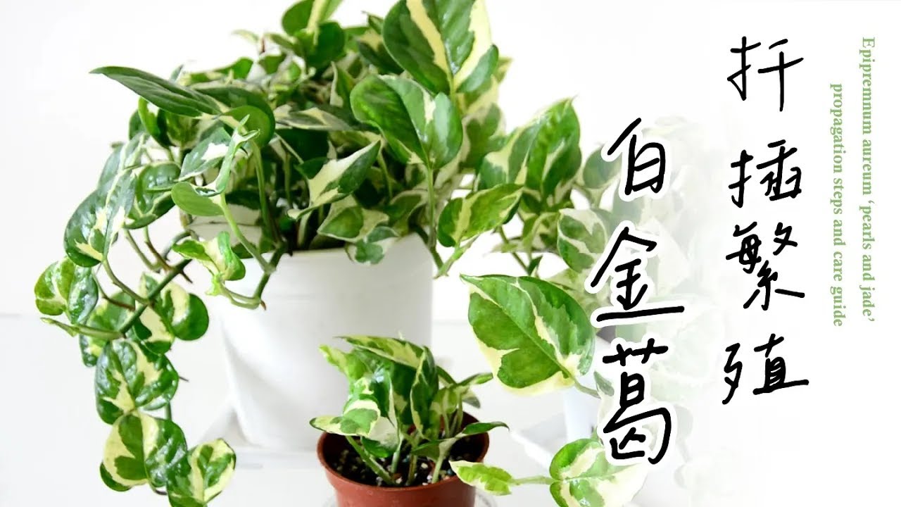 手把手帶您扦插繁殖白金葛，水培扦插與日常養護🌿Epipremnum aureum ‘pearls and jade’ propagation steps and care guide #室內植物