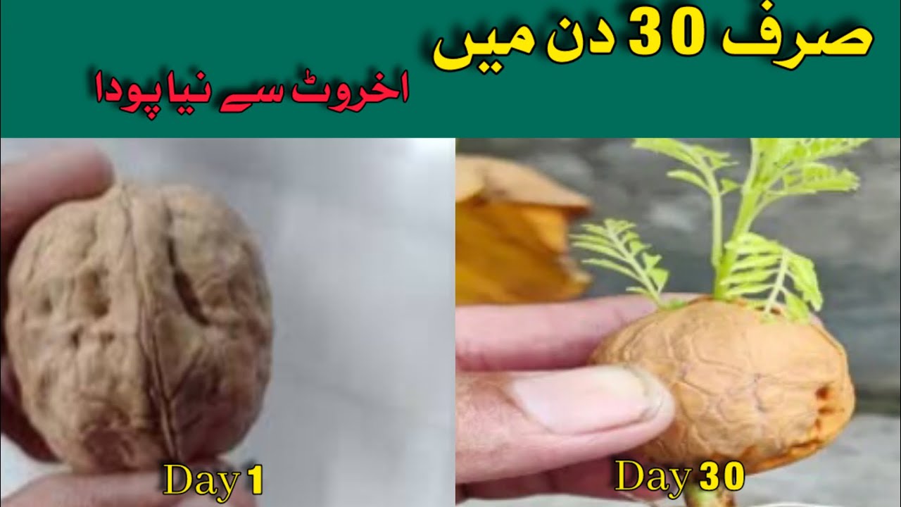  ‎اخروٹ سے پودا صرف 30 دن میں | Grow Walnut Tree from Seed in 30 Days