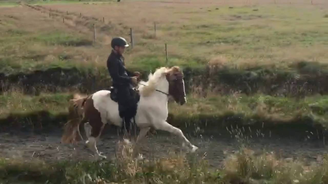 Bliki frá Vakurstöðum