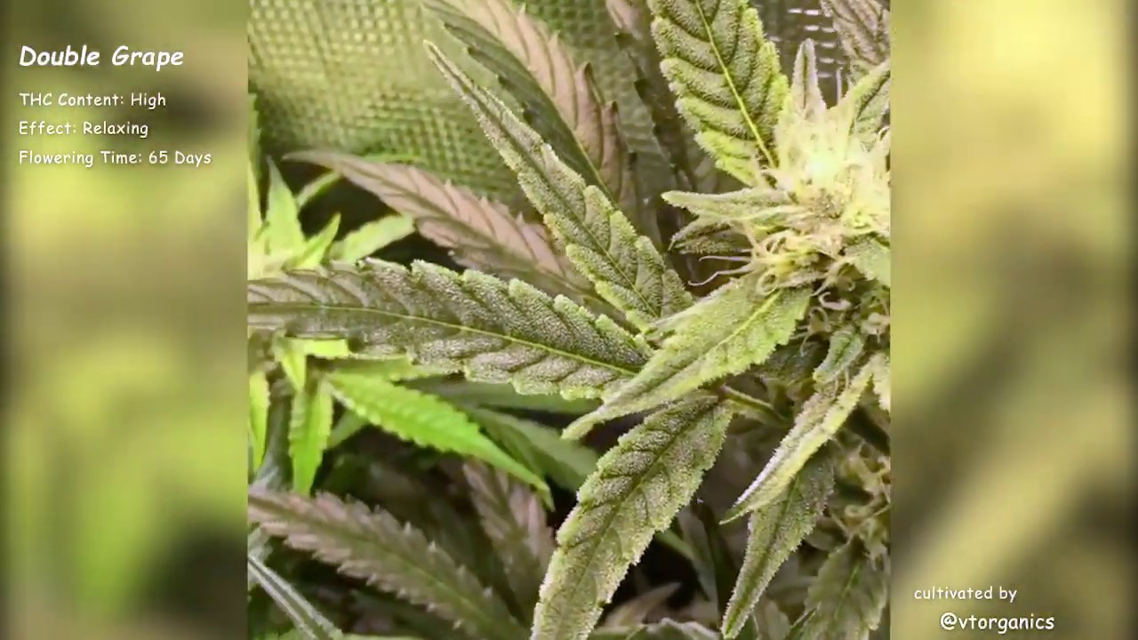 Double Grape\Mephisto Genetics Autoflowers\Grow Compilation