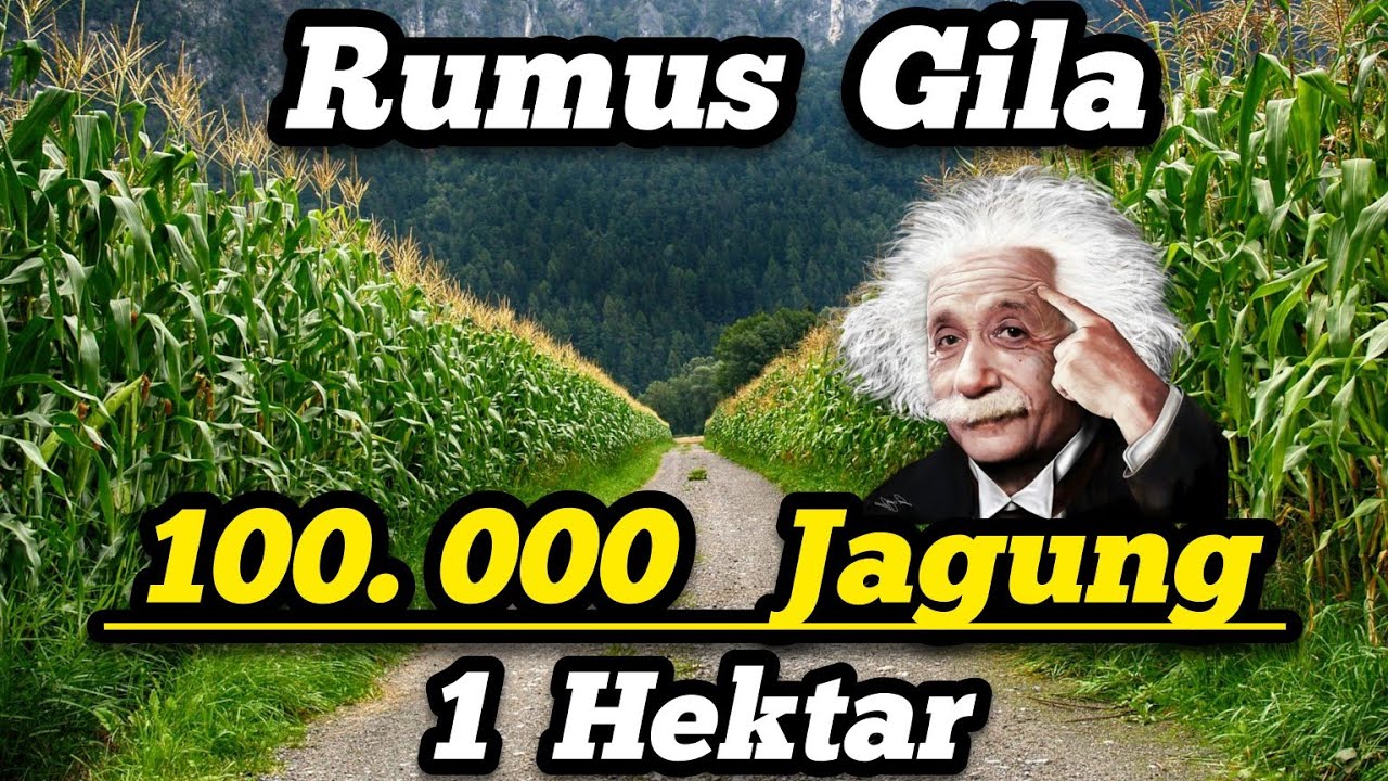 Saya Bongkar Rahasia‼️Rumus Jarak Tanam Untuk Budidaya Jagung Hibrida 🌽 100.000 Pohon dalam 1 Hektar