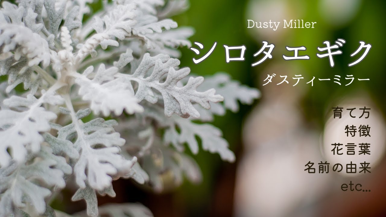 【シロタエギク】ダスティーミラー/育て方・特徴・名前の由来・花言葉など✽How to grow Dusty Miller✽