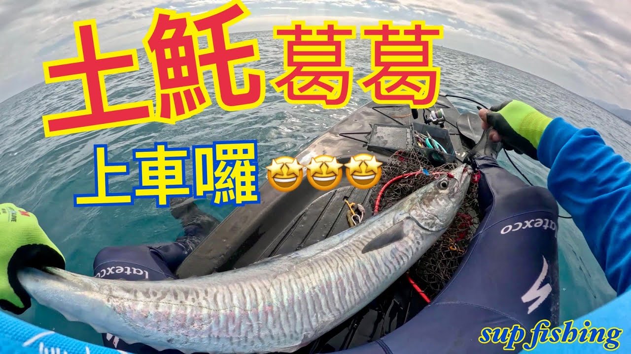2026年1月土魠葛格上車囉!!  #土魠 #鰹魚 #supfishing #suptaiwan #shimano #太麻里
