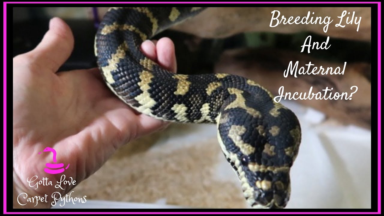 Breeding Carpet Pythons And Maternal Incubation (read desc)