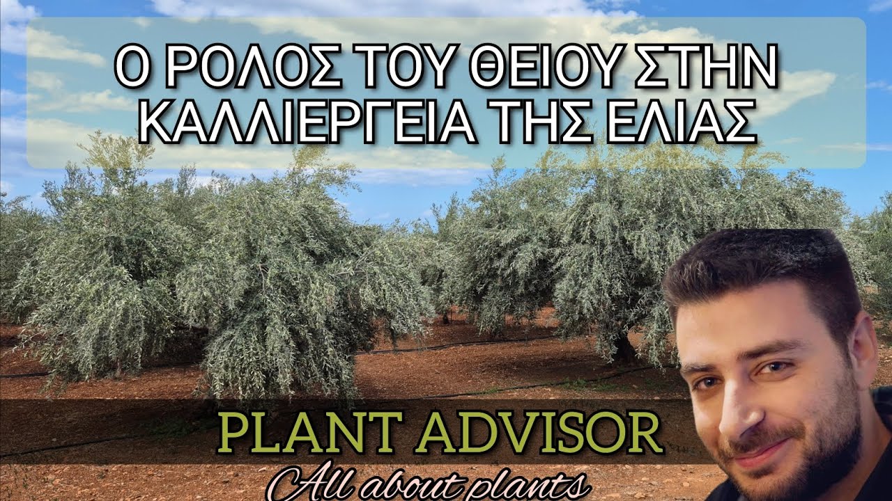 Ο Ρόλος του Θείου στην Καλλιέργεια της Ελιάς ‼️Αντιμετώπιση ΣΤΡΕΣ & Βελτίωση Ποιότητας ελαιολάδου‼️