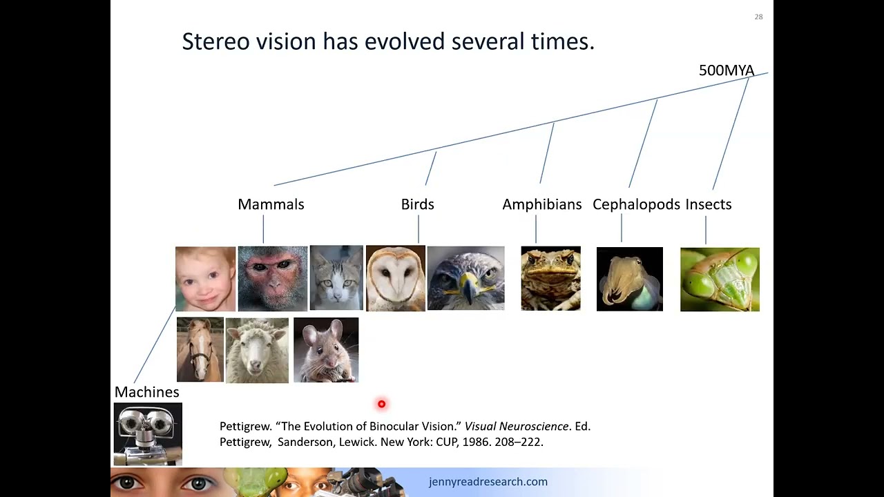 Stereoscopic vision in the praying mantis