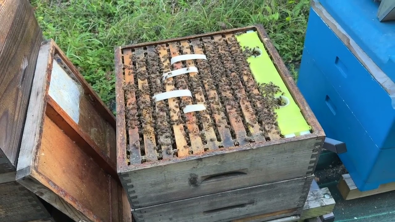 🐝 Hrănitorul ZEUS 7 litri – Prima folosire și un detaliu important pe care trebuie să-l știi
