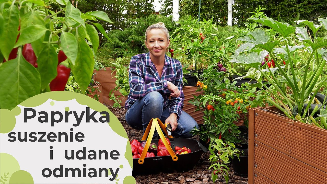 Papryka - Udane i obfite zbiory papryki - jakie odmiany sadziłam? Suszenie papryki ostrej.