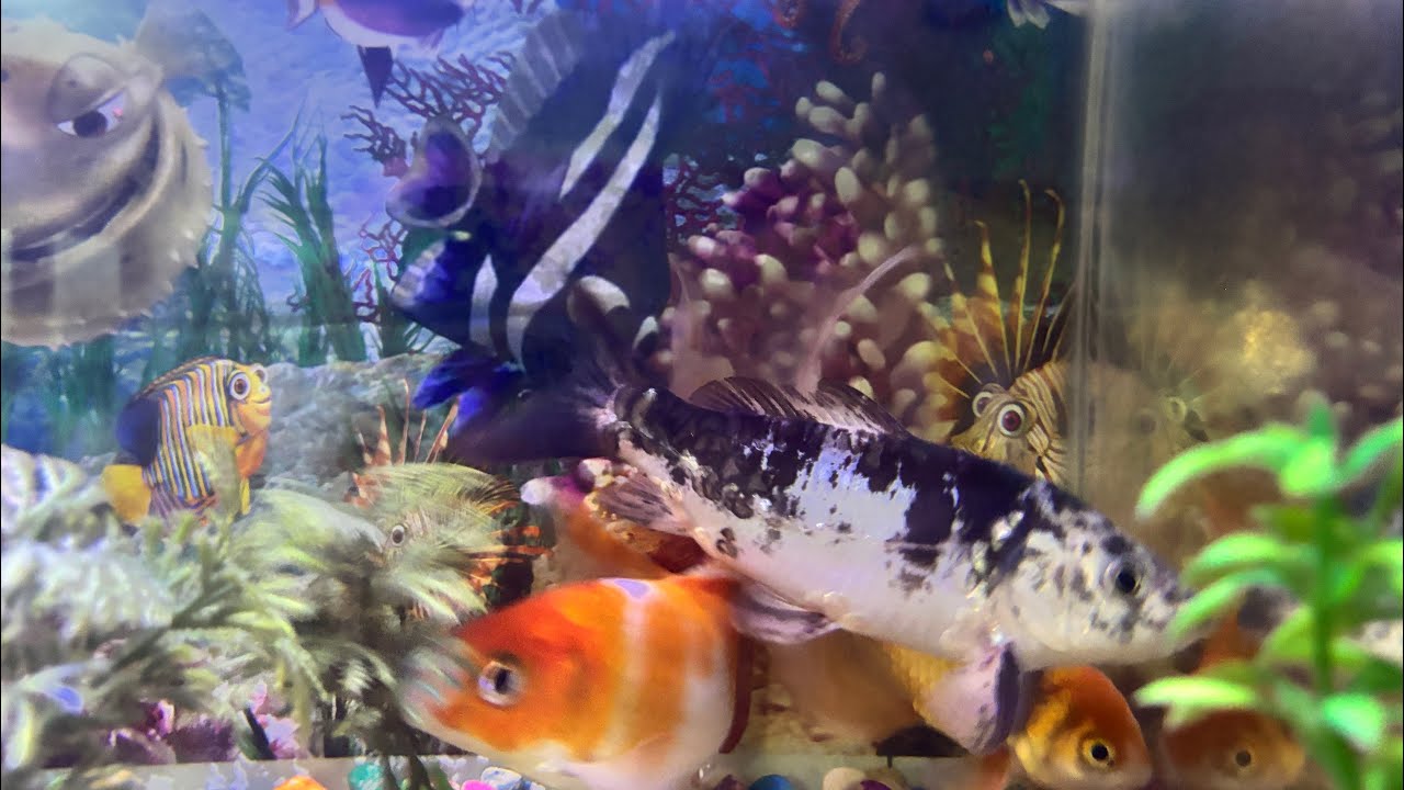 Fish Tank World: What Kind of Fish Are These? 🐟 😱 Aquarium Vibe Check: Watch Our Little Fishes Go...