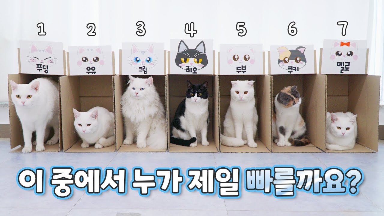 고양이 달리기 대회 🔥🔥🔥 | 고양이산책