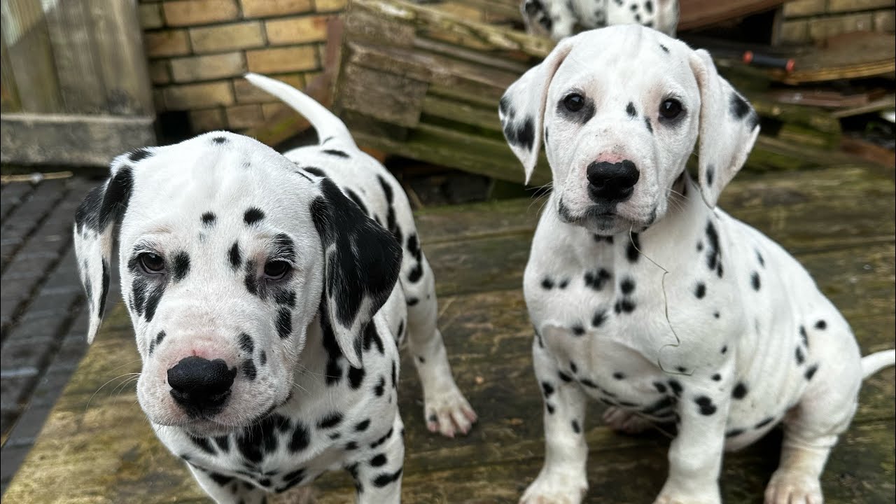 Why haven’t these puppies sold?