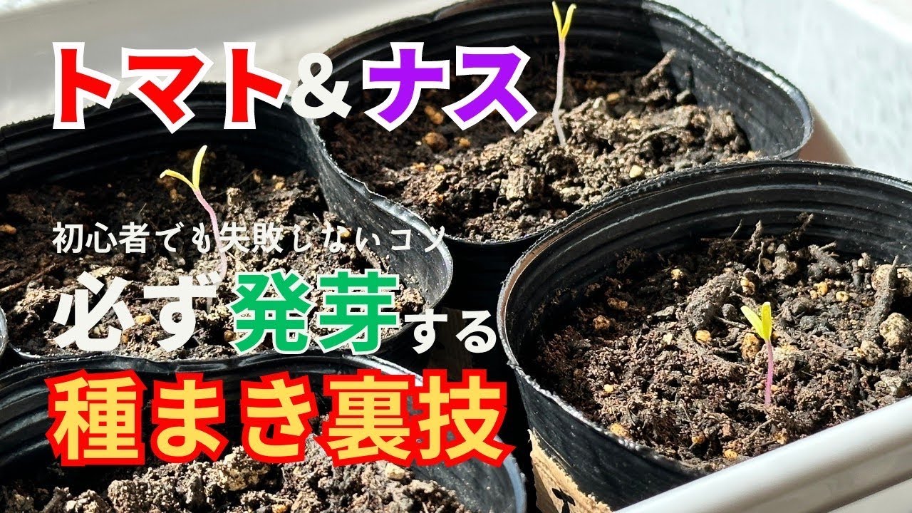【トマト／ナス】絶対に失敗しない種まきの裏技／家庭菜園