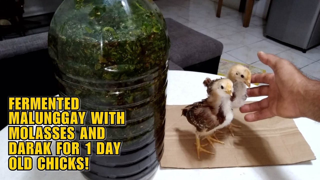 FERMENTED MALUNGGAY WITH MOLASSES AND DARAK FOR 1 DAY OLD CHICKS!