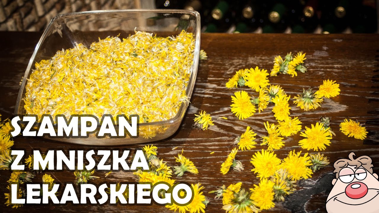 🥂 Szampan czyli wino musujące z Mniszka Lekarskiego (mlecza) 🥂