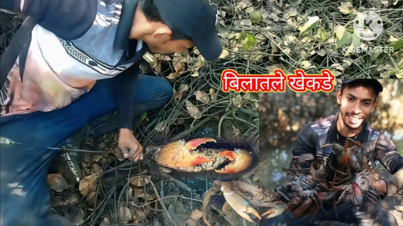 सकाळी खाडीत जाऊन पकडले बिलातले खेकडे | MUD BIG CRABS | viralvideo | Indian khekda | @मी अलिबाग कर