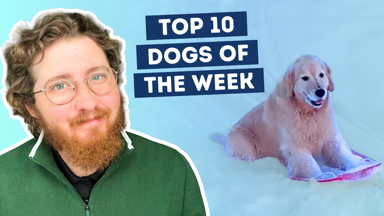 This Dog Discovered She Loves Sledding