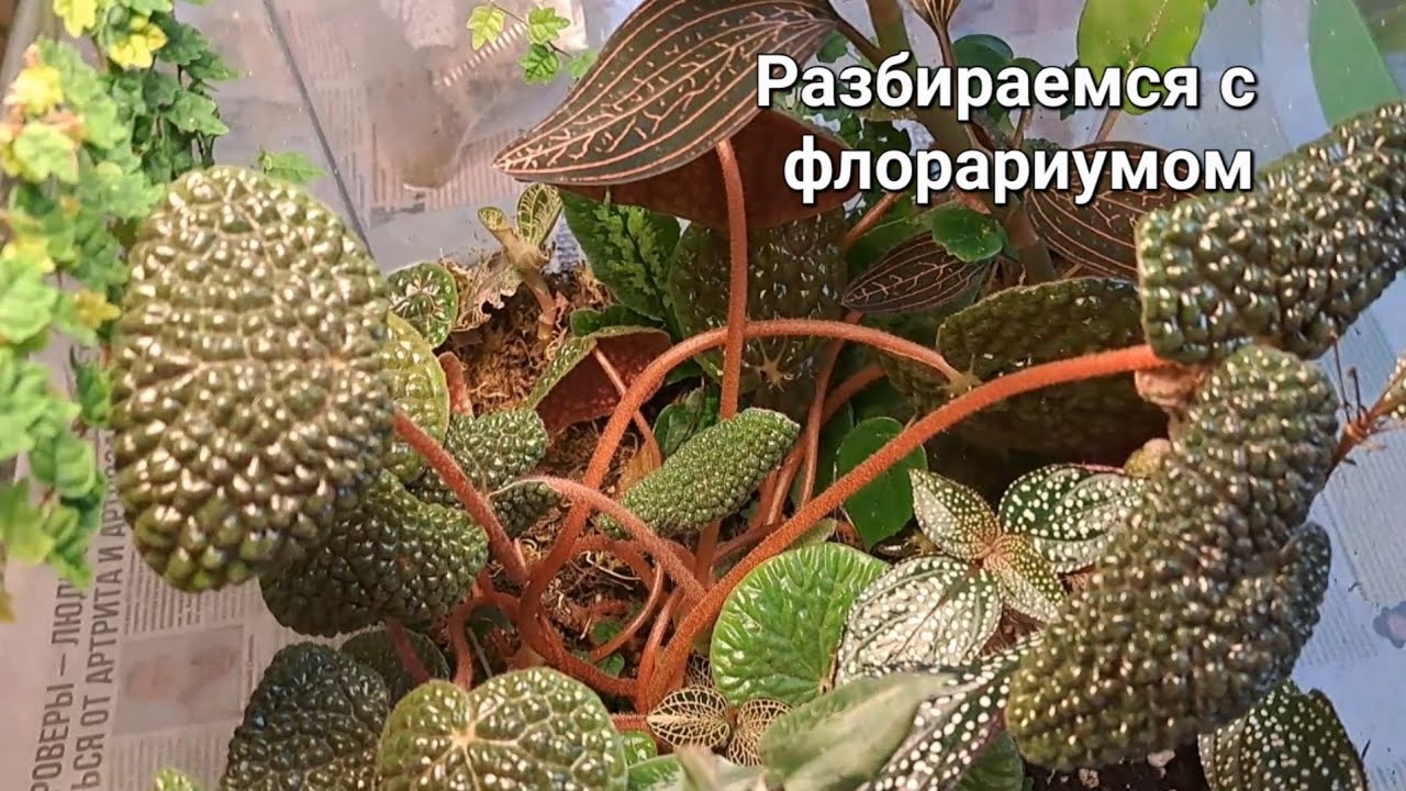 Переделала флорариум, зарос