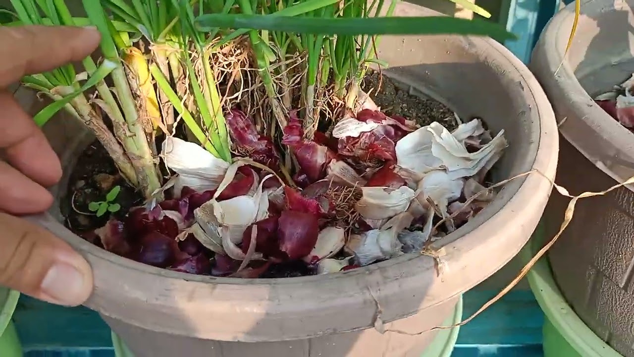 jom tengok kebun bandar saya., Daun sup paling menarik!