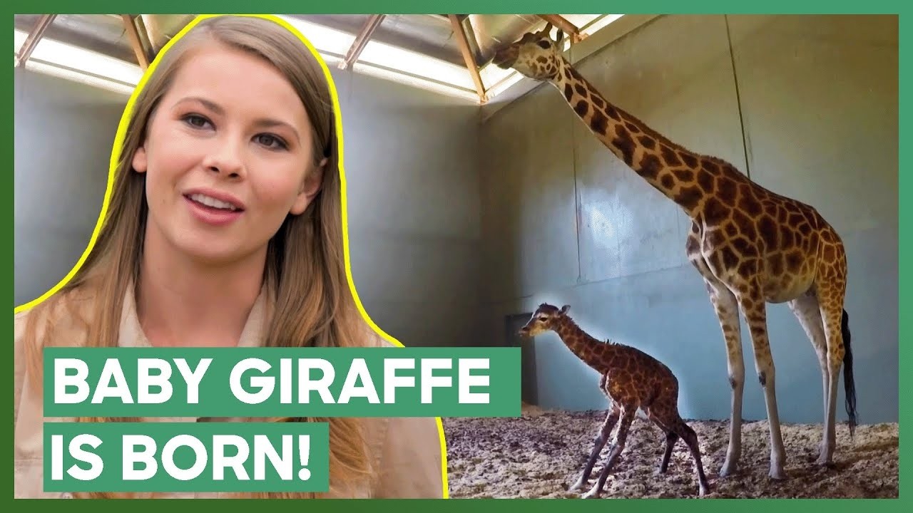 Giraffe Birth Caught on Camera at the Zoo | Crikey! It's The Irwins