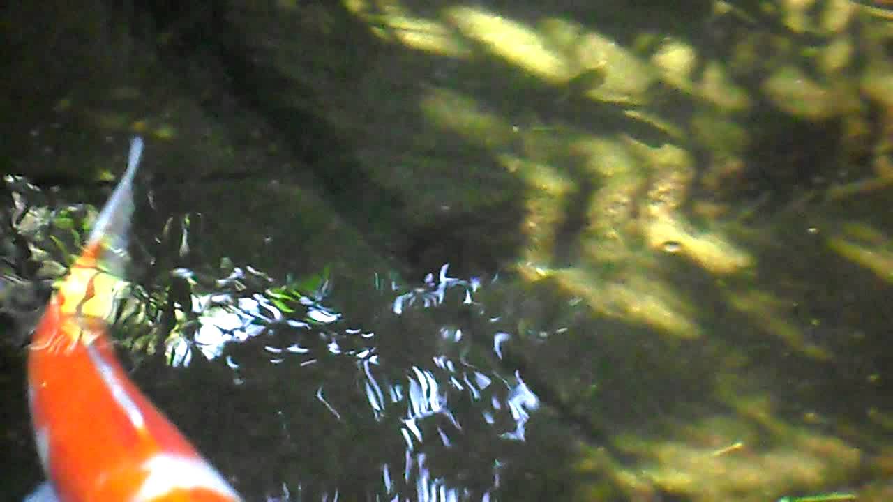 Kalaniya  1)
