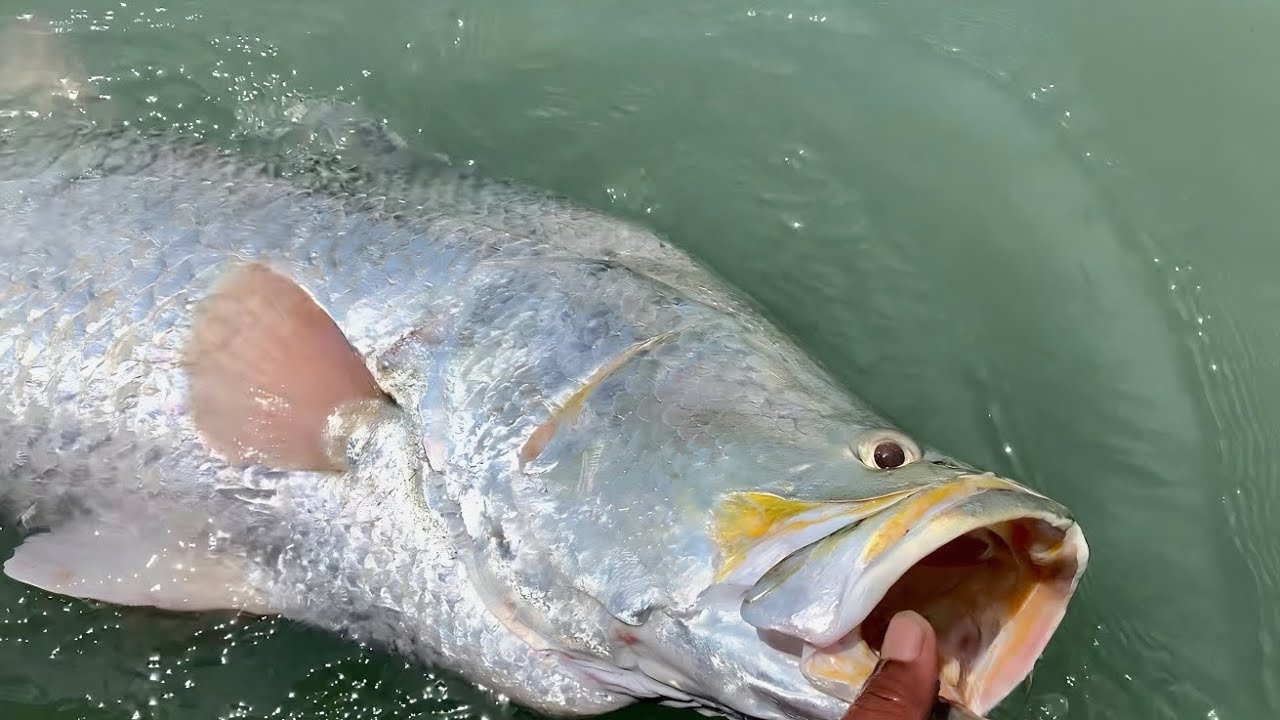 PENUH PERJUANGAN DISERANG GEROMBOLAN IKAN KAKAP PUTIH MONSTER !! Mancing kakap putih