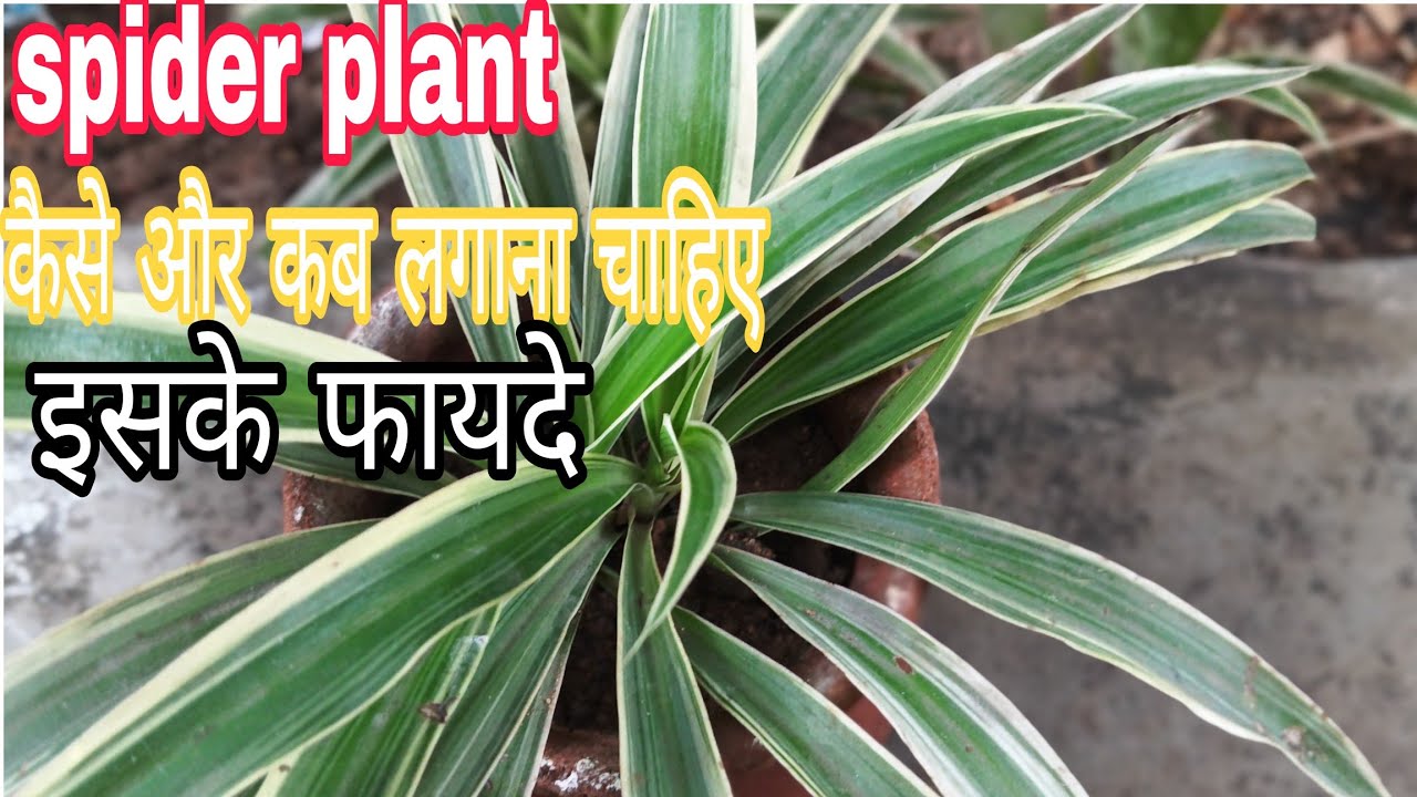 Spider plant कैसे लगाएं और इसके देखभाल कैसे करते हैं। How To Grow Spider Plant At Home।