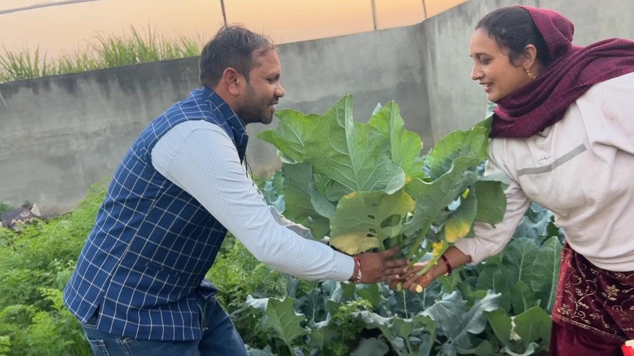 Best Time Harvest Cauliflower|village life style|आज तो हमारी खुशियाँ दोगुनी हो गई इस गोभी को देखकर