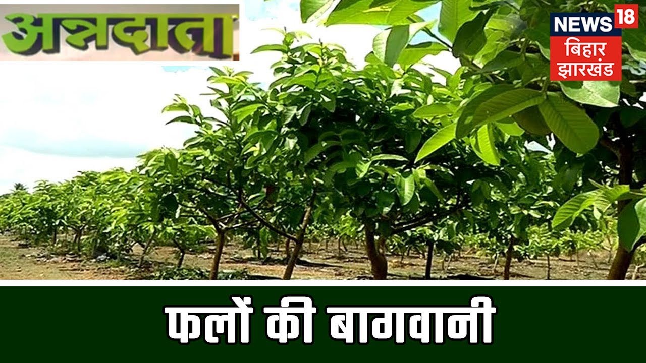 ANNADATA | फलों की बागवानी, सघन खेती से होगी, अमरुद की भरपूर पैदावार