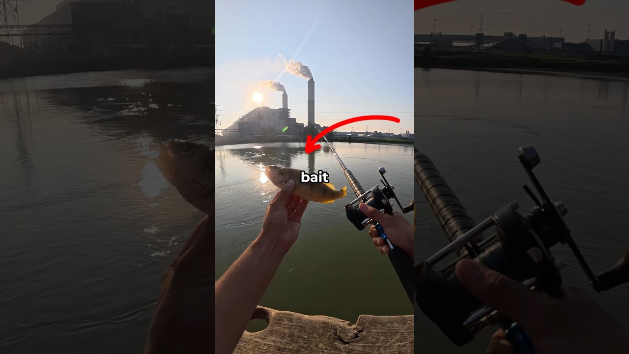 Я поймал что-то неожиданное во время рыбалки на BIG Cut Bait.