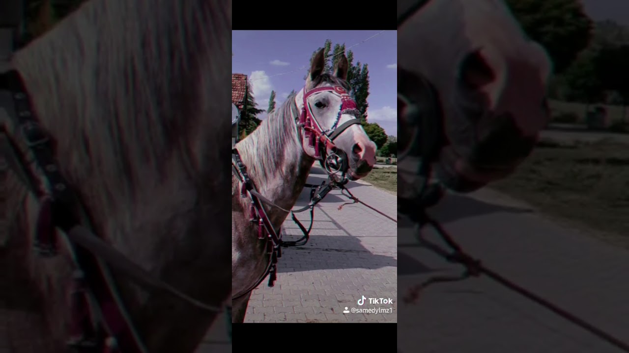 arap atları (tiktok)