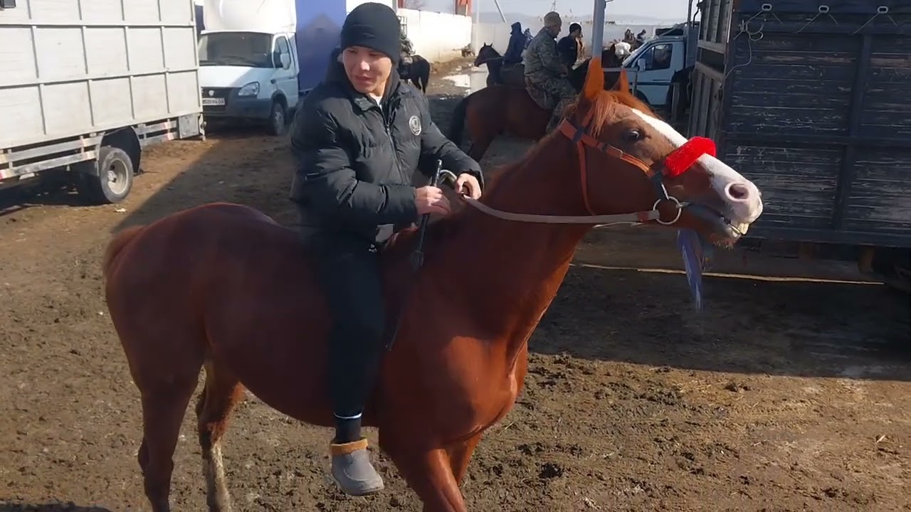 Тараз Малбазар Жылқы Бүгінгі Базарға 2🍋-ға Зор Айғыр келді 