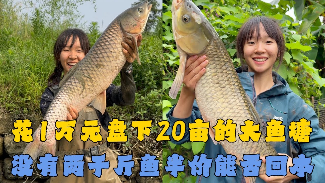 幺妹花10000元盘下20亩的大鱼塘，没有两千斤鱼半价能否回本？