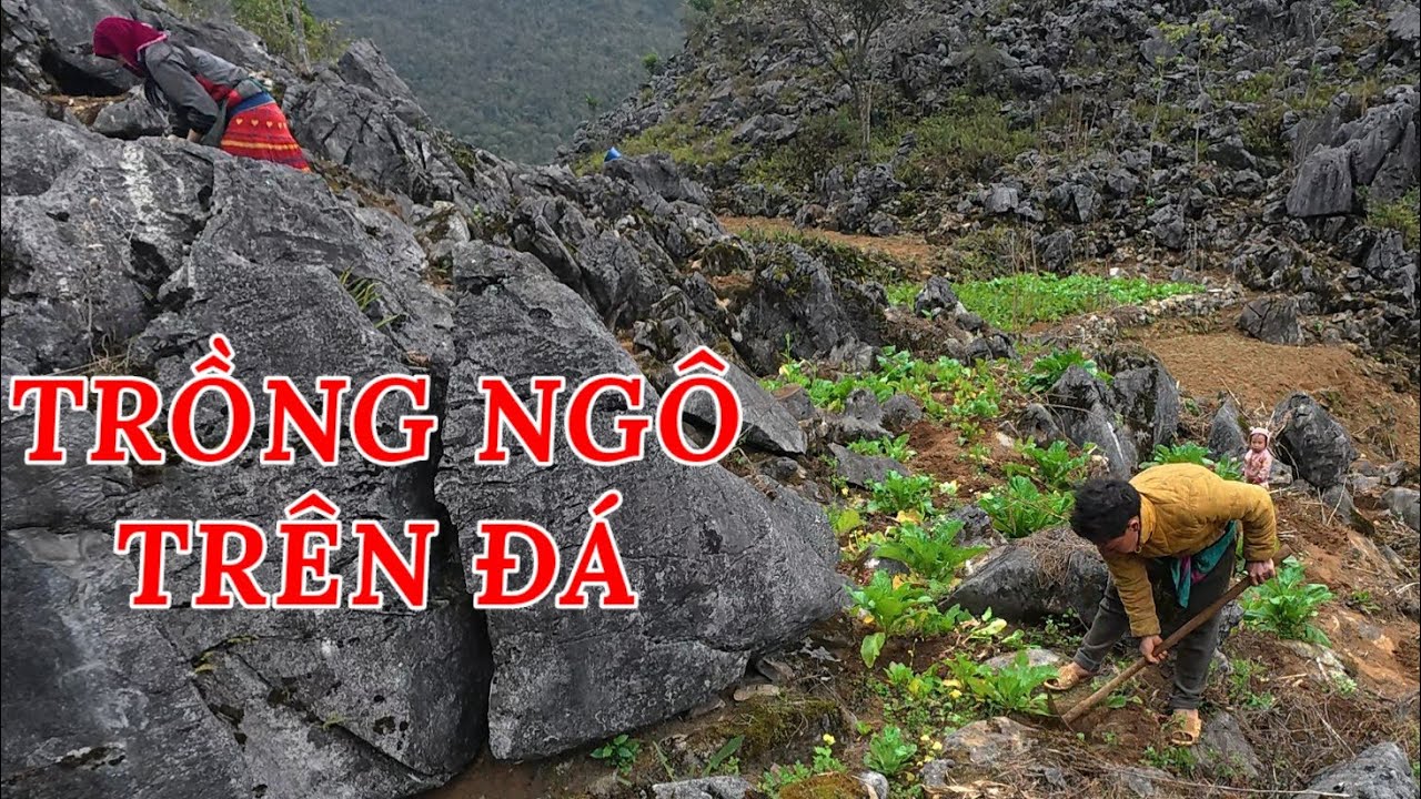 T12 Vương Quốc Cô Đơn : A Sùng bỏ cuộc rồi còn đường vẫn dậm chân tại chỗ | CVC - Chao Vlog Team