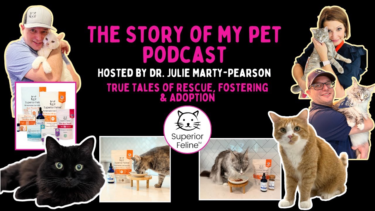 How Four Cats Taught This Couple Everything About Pet Food: Meet Holly Baer of Superior Feline