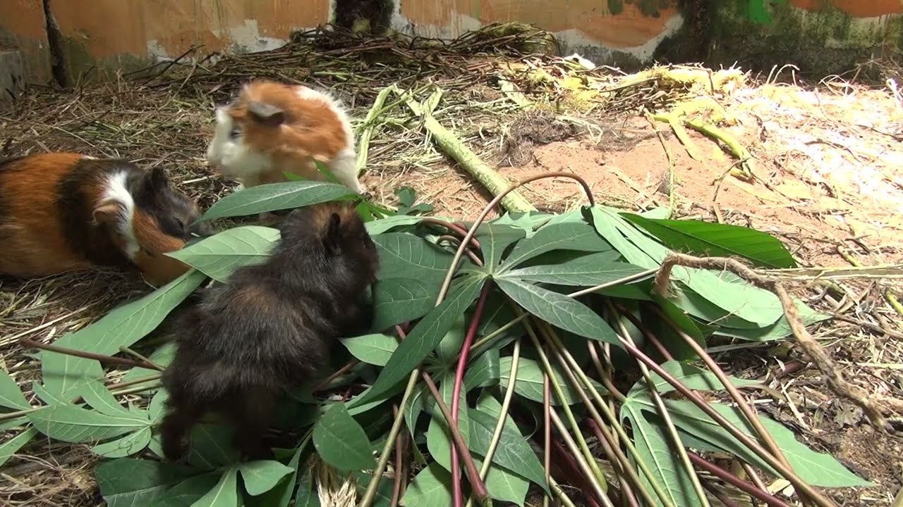 Guinea Pig Cam Morning March 05 2026