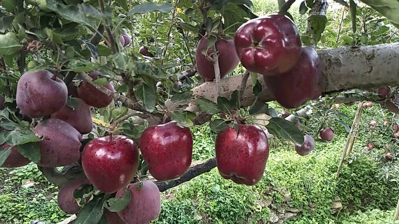 Sanjeev chauhan Rms orchard bakhol kotkhai(3)