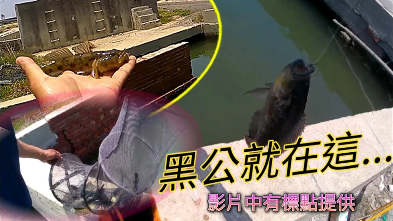 這裡黑公也很多.水質非常乾淨,也有漲退潮唷..#黑公 #海水吳郭魚 #鹹水吳郭魚 @釣魚那件事
