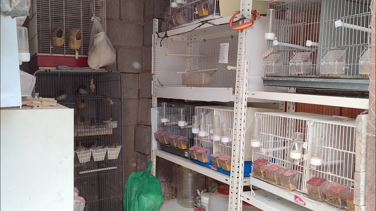 Novedades en el aviario + Me empiezan a criar los diamantes mandarines 🐦