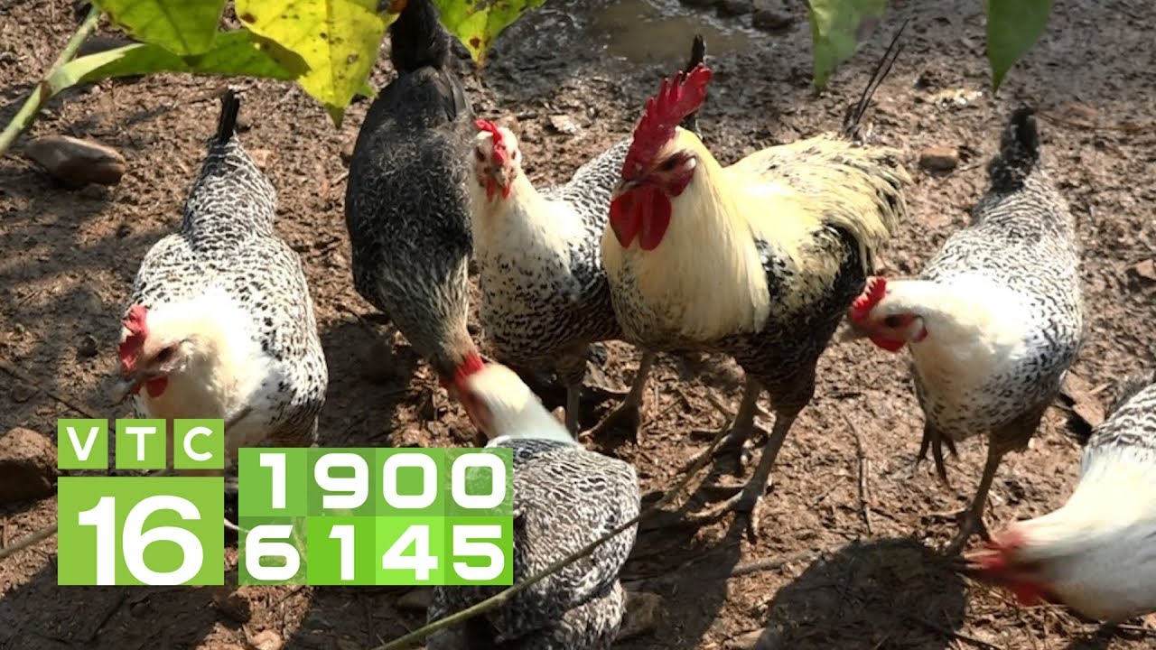 Chữa bệnh lòi dom cho gà sinh sản Ai Cập | VTC16