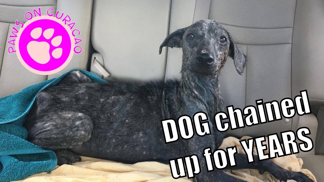 Dog who was chained up for years finally knows what it&rsquo;s like to be FREE!