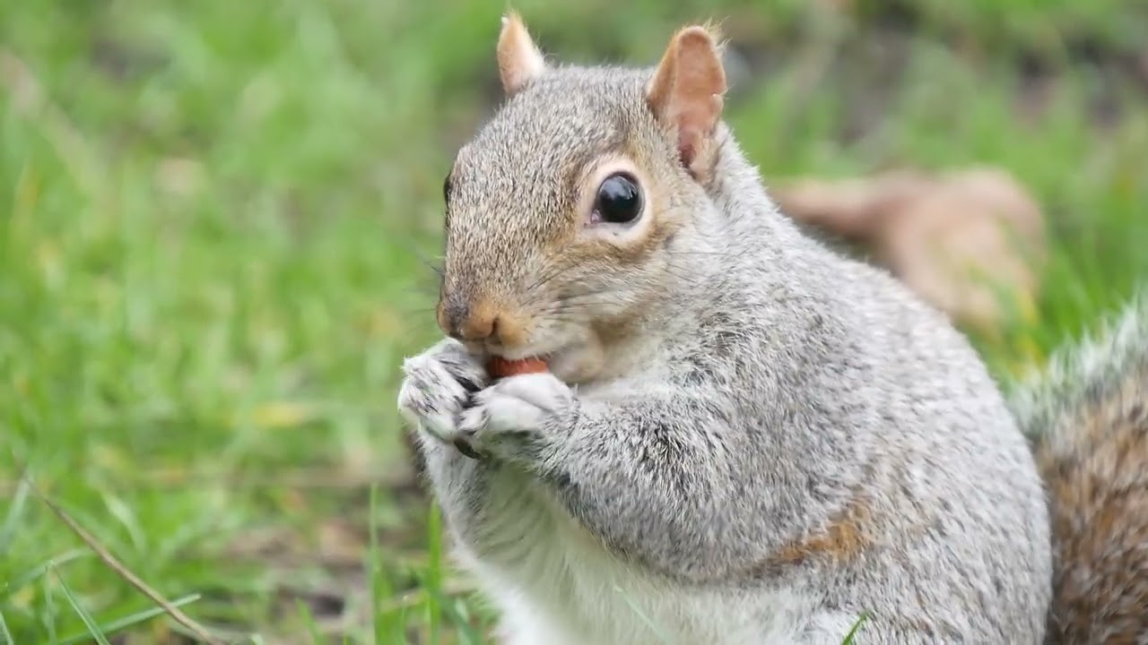 EP13 #squirrels eating bury #magpies  cheating