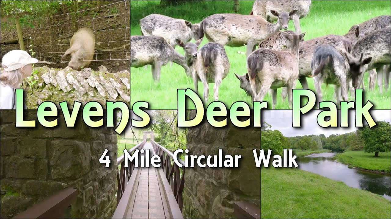 Levens Deer Park & Park Wood Suspension Bridge 4 Mile Circular Walk