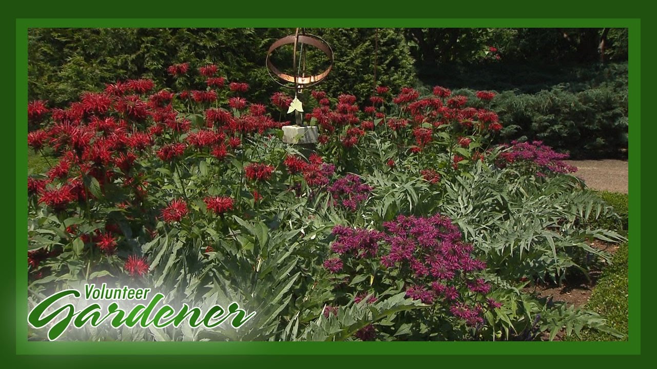 Border Beds and Island Beds| Volunteer Gardener