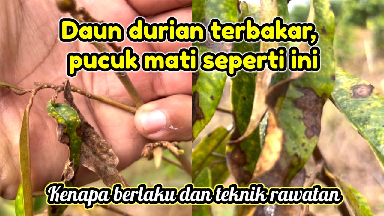 Daun durian jadi hitam, pucuk mati.. daun kuning apakah punca dan rawatan yang berkesan