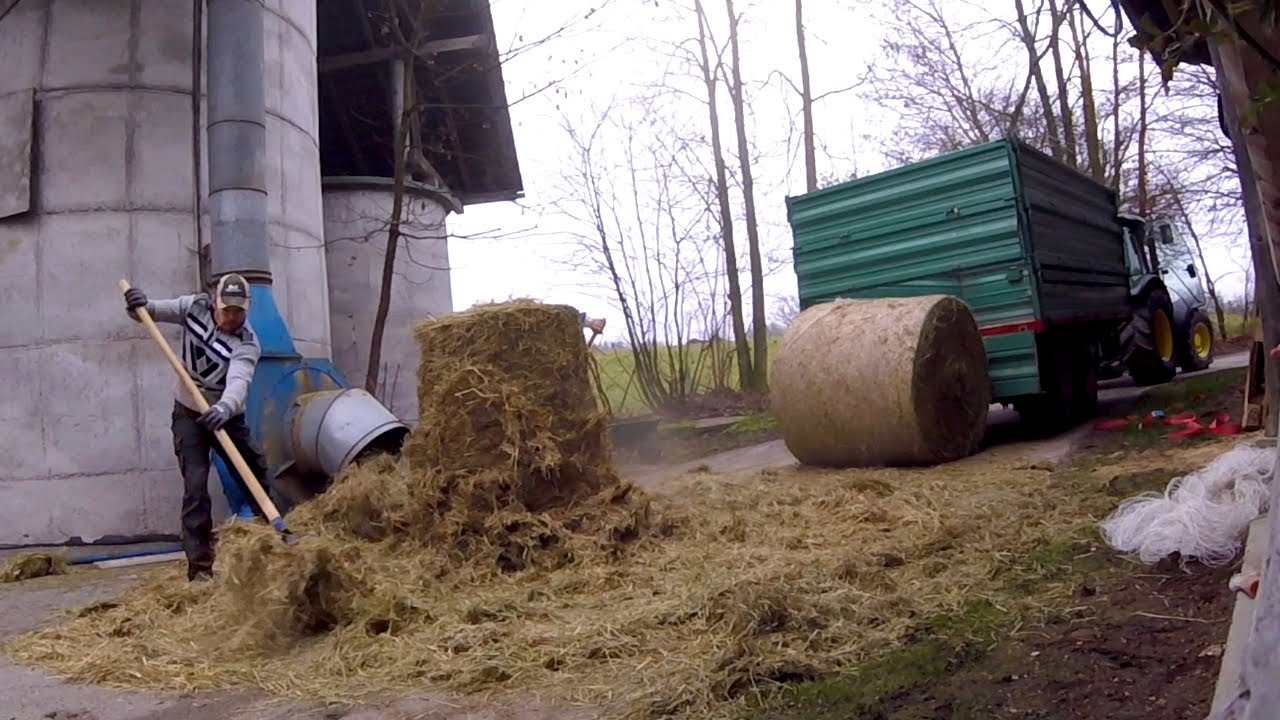 Load of Hay | Buying Hay Bales for Feeding Heifers