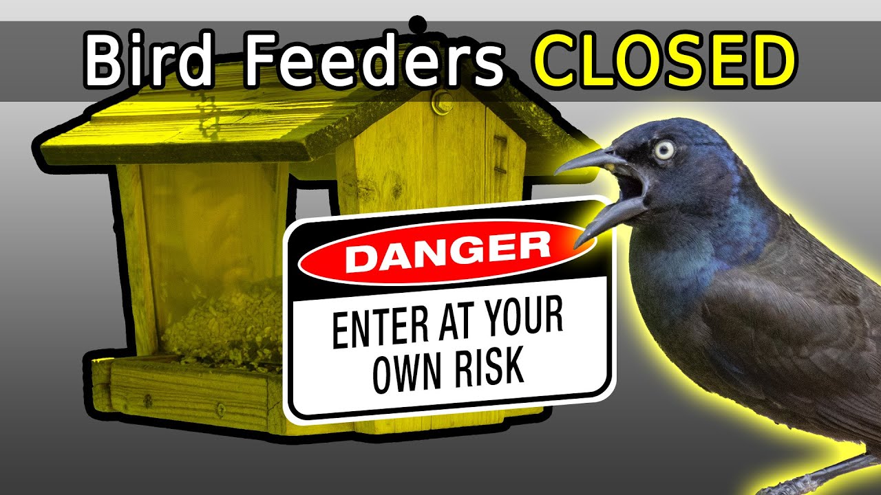 How To Keep Yellow Jackets Away From Bird and Hummingbird Feeders