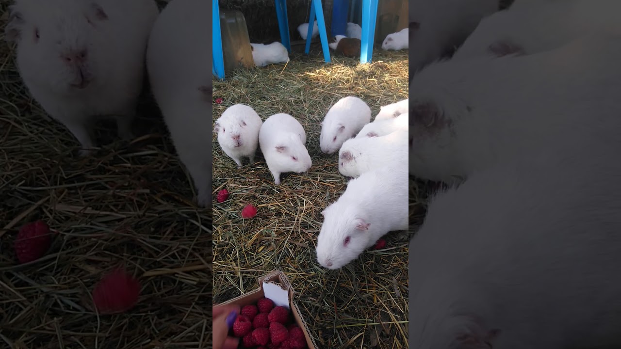 Et le gang des m&acirc;les viriles, il en pense quoi des framboises ?