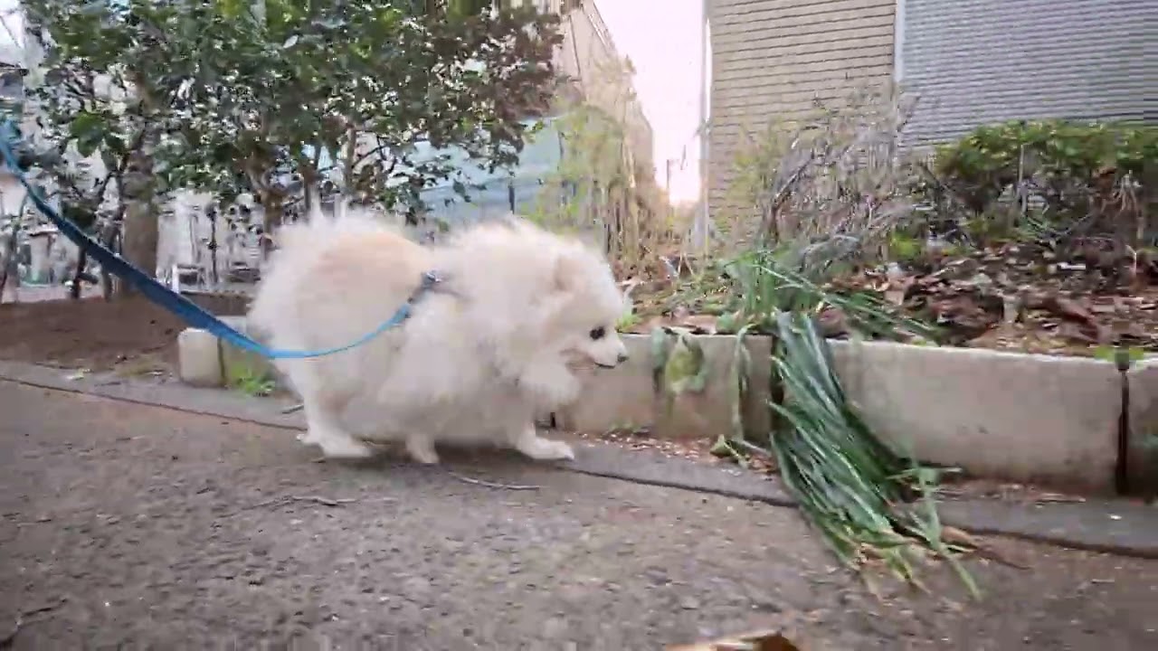 2026年3月14日土曜日　ポメラニアン？🐶　お散歩　テテ！