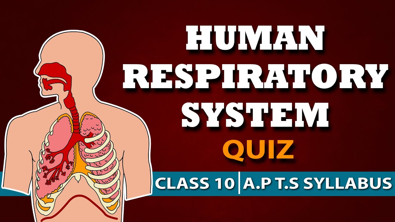 Human #Respiratory system Quiz |Respiration class 10th biology | AP and TS 10th science